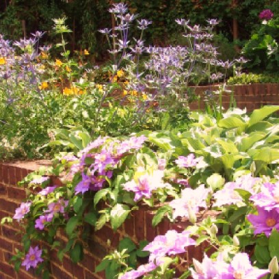 This planting scheme was on chalk soil, and suitable plants selected.